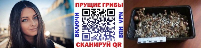 ссылка на мегу как зайти  купить  цена  Новый Уренгой  Галлюциногенные грибы ЛСД 